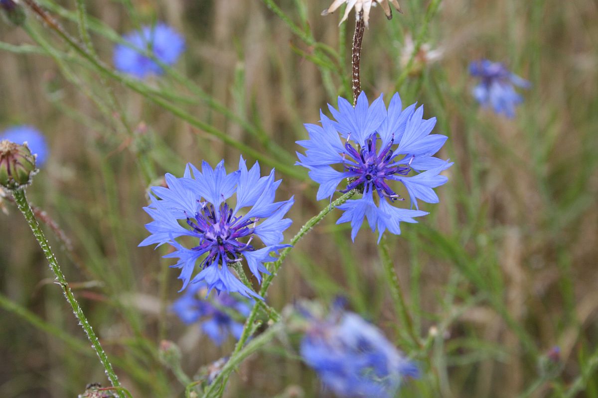 Pflanzen-Steckbrief der Kornblume