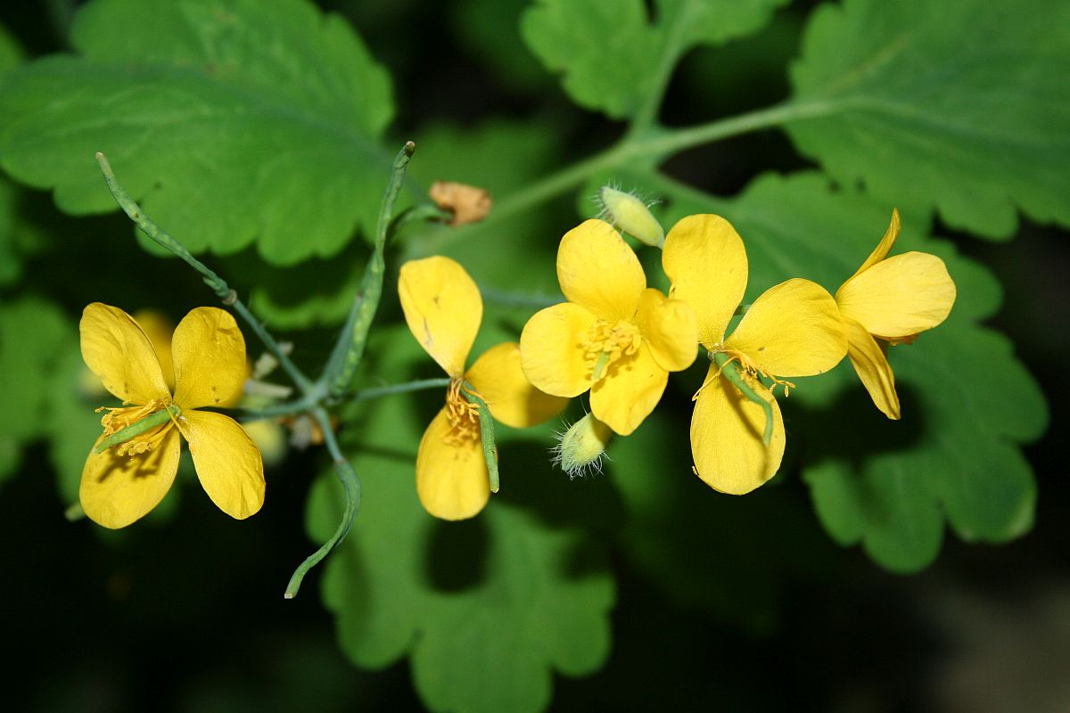 Schöllkraut im Naturgarten