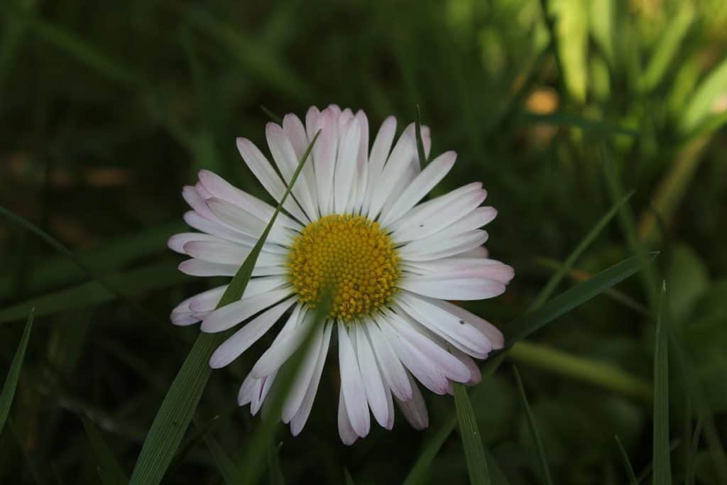 Gänseblümchen