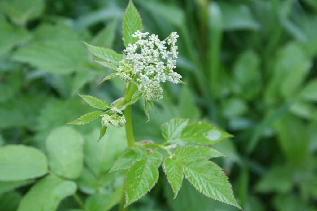 Gierschblüte und Blatt