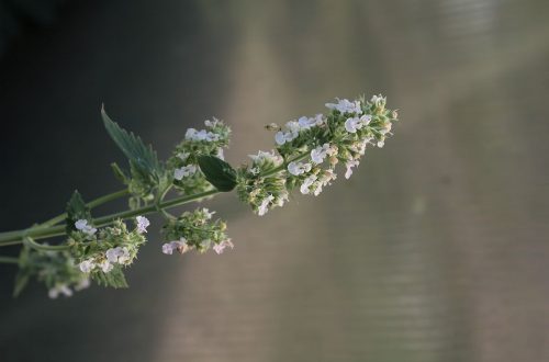 Pflanzen-Steckbrief: Die Katzenminze