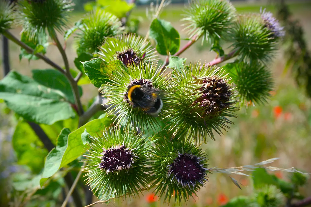 Klettenblüte