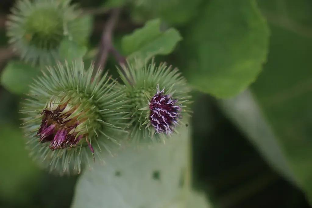 Blüten der Grossen Klette