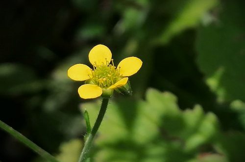 Pflanzen-Steckbrief: Die Nelkenwurz