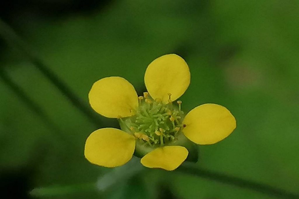 Blüte der Nelkenwurz