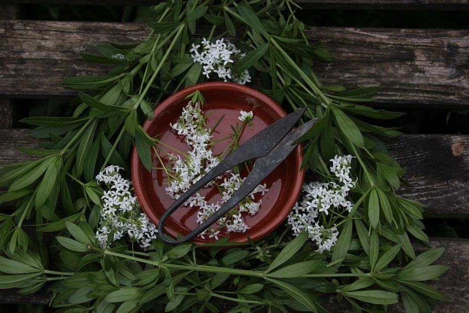 Der Waldmeister in der Kräuterkunde