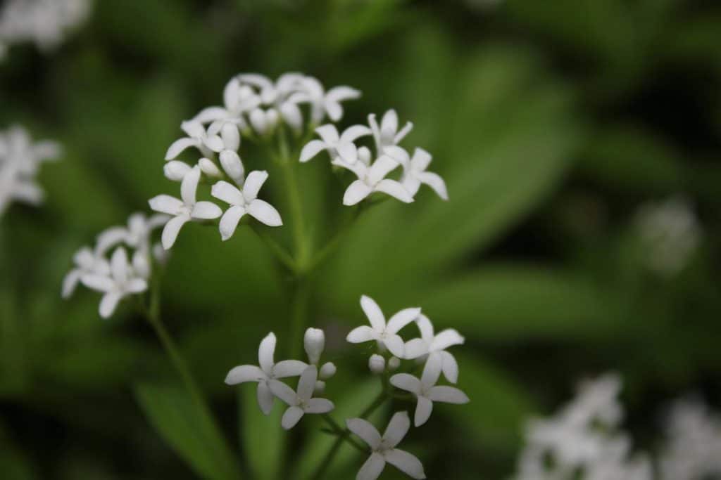 Waldmeisterblüte