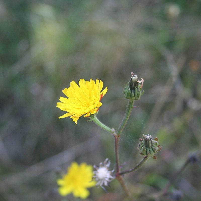 Ferkelkrautblüte