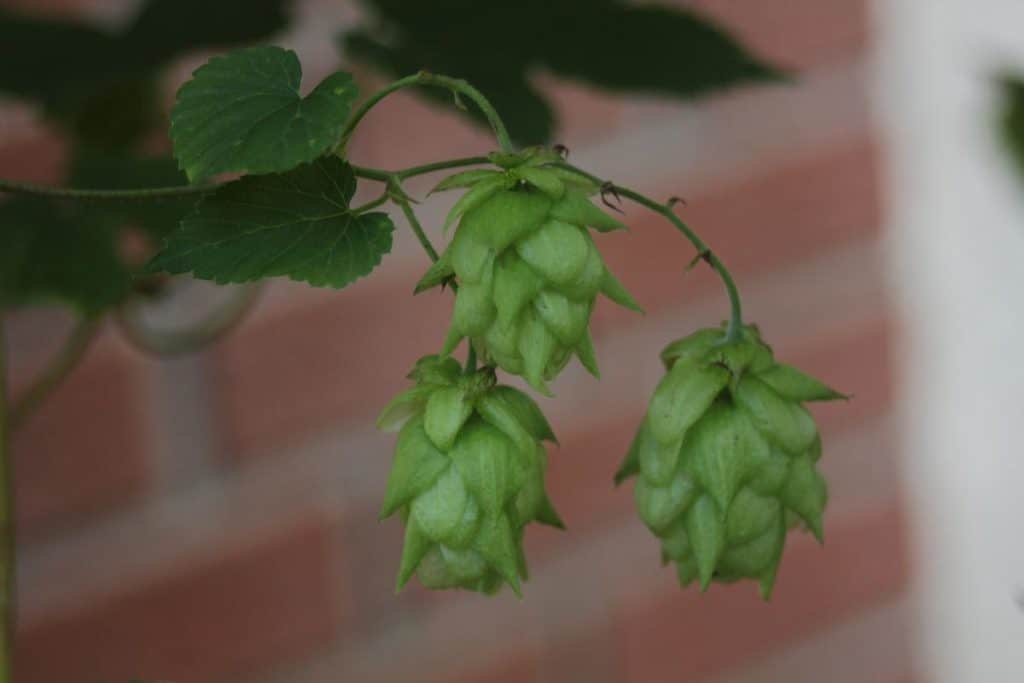 Weibliche Hopfenfrüchte