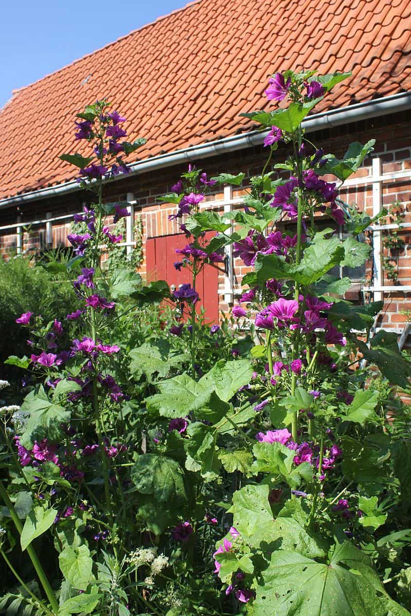 Malven im Naturgarten