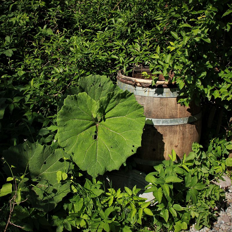 Die Rote Pestwurz in meinem Garten