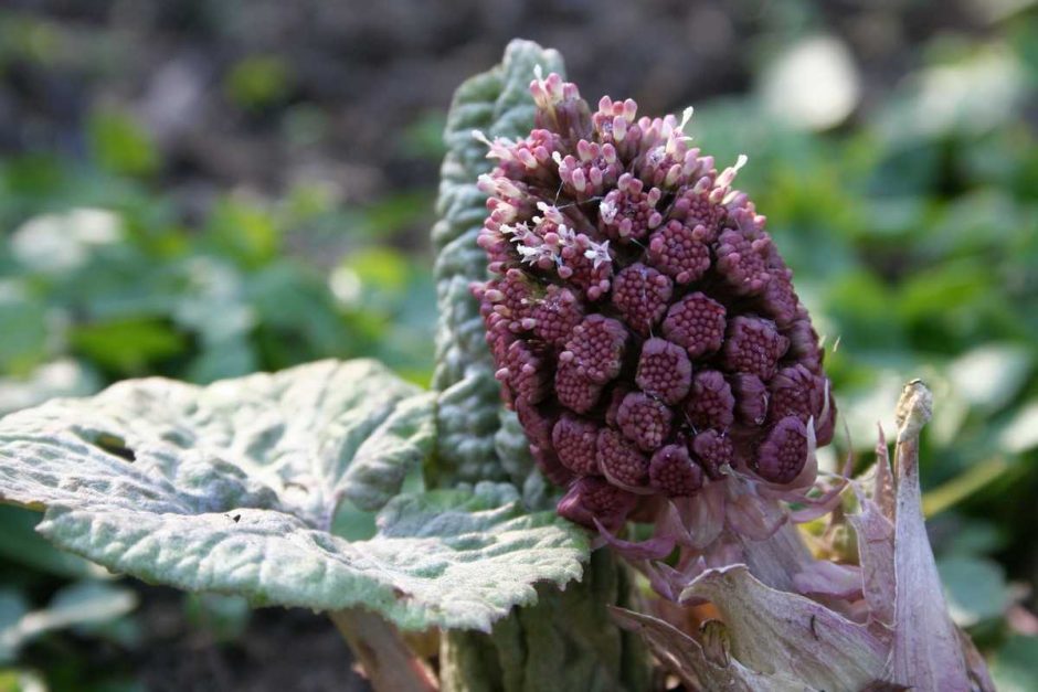 Rote Pestwurz in meinem Garten