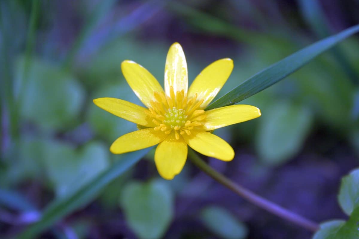 Scharbockskrautblüte