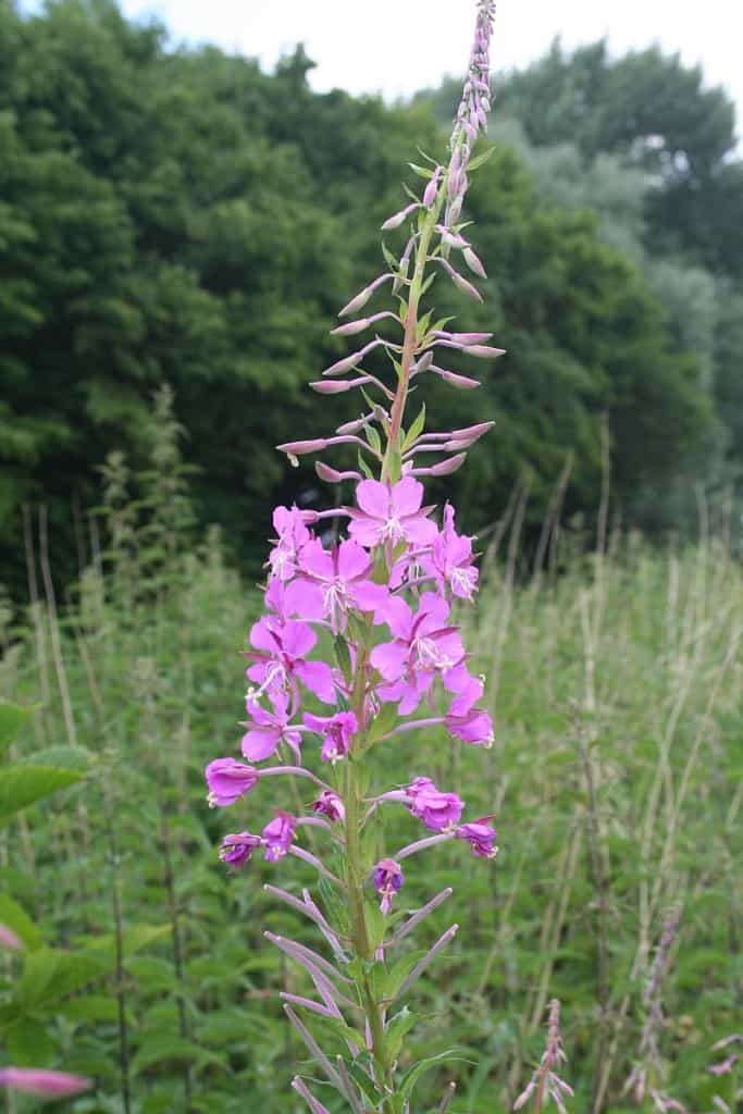 Weidenröschenblüte