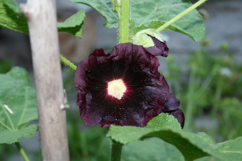 Schwarze Stockrose als Färberpflanze