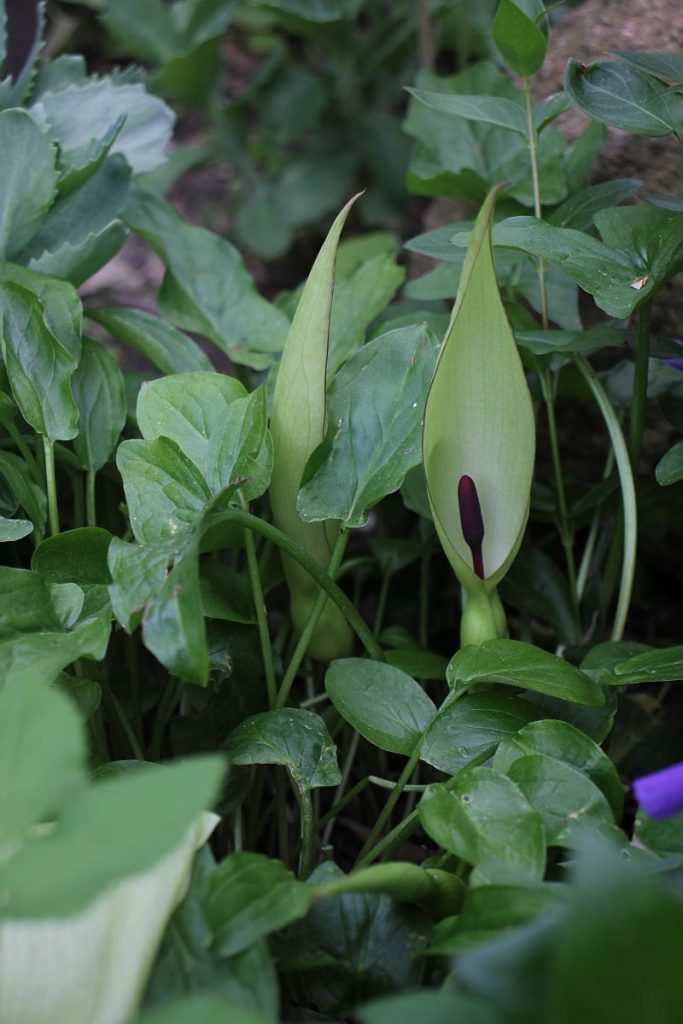 Blüte des Aronstabs