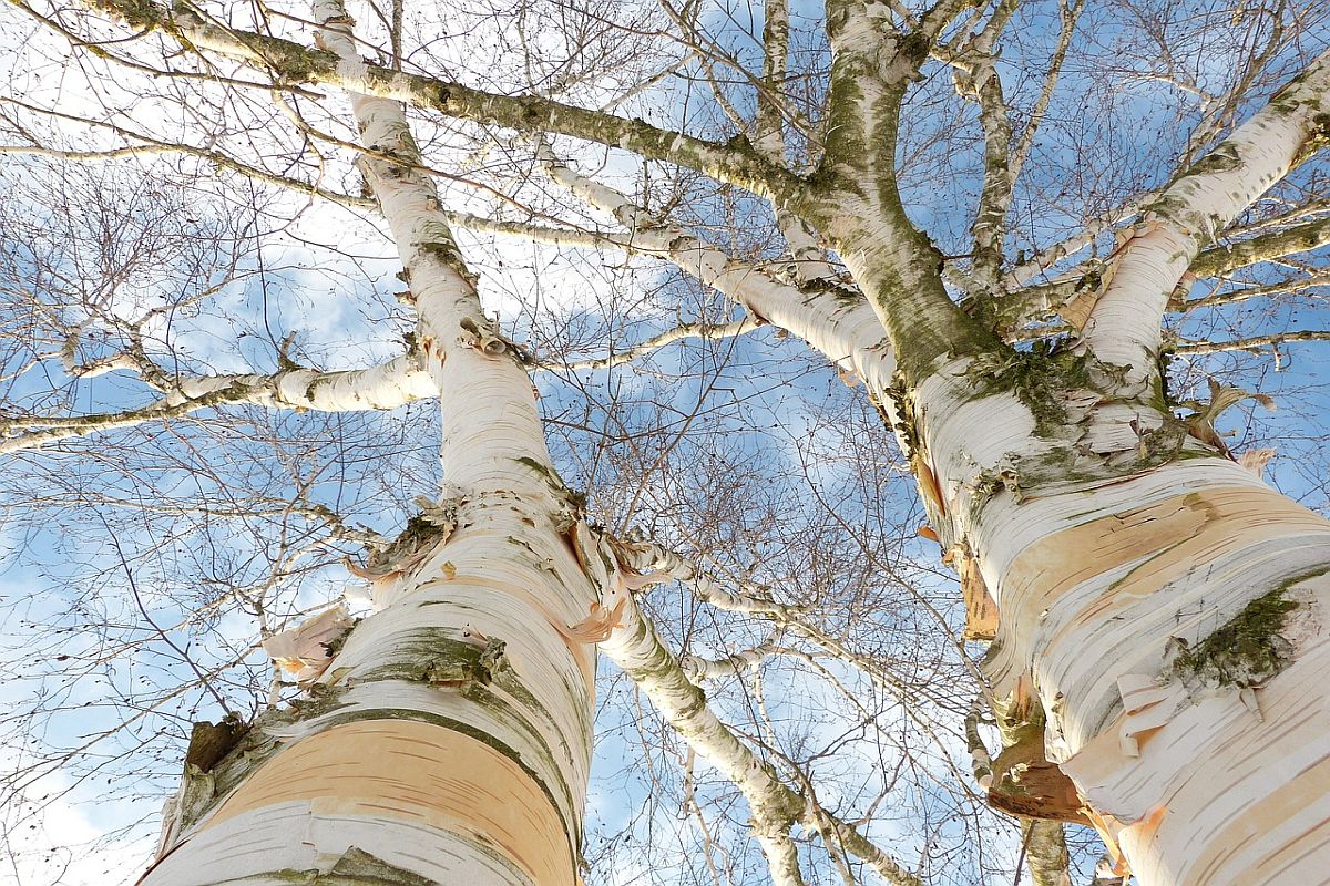 Die Birke ist der Inbegriff vom Frühling