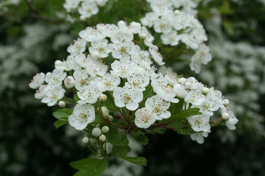 Weissdornblüten