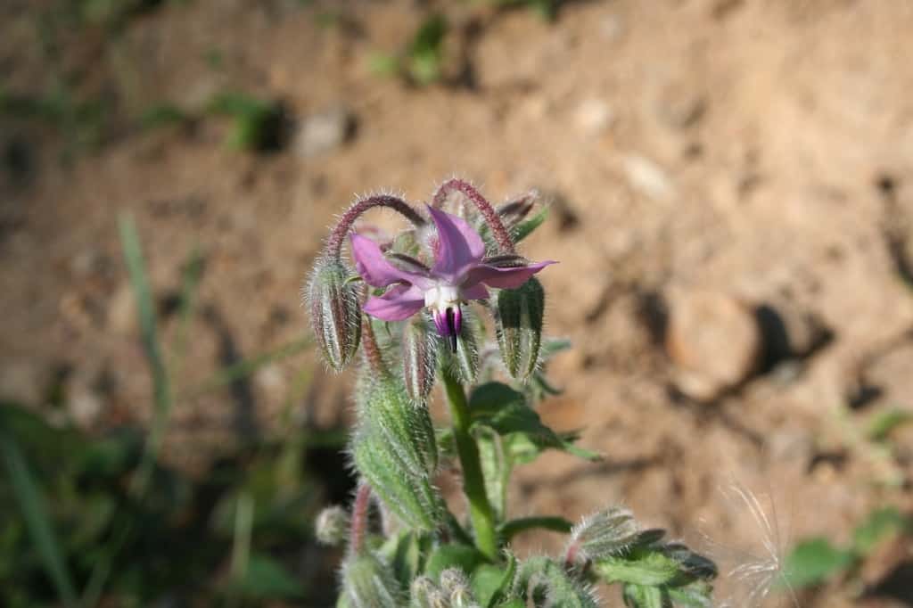 Borretschblüte rosa