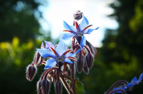 Der Borretsch gehört in jeden Naturgarten