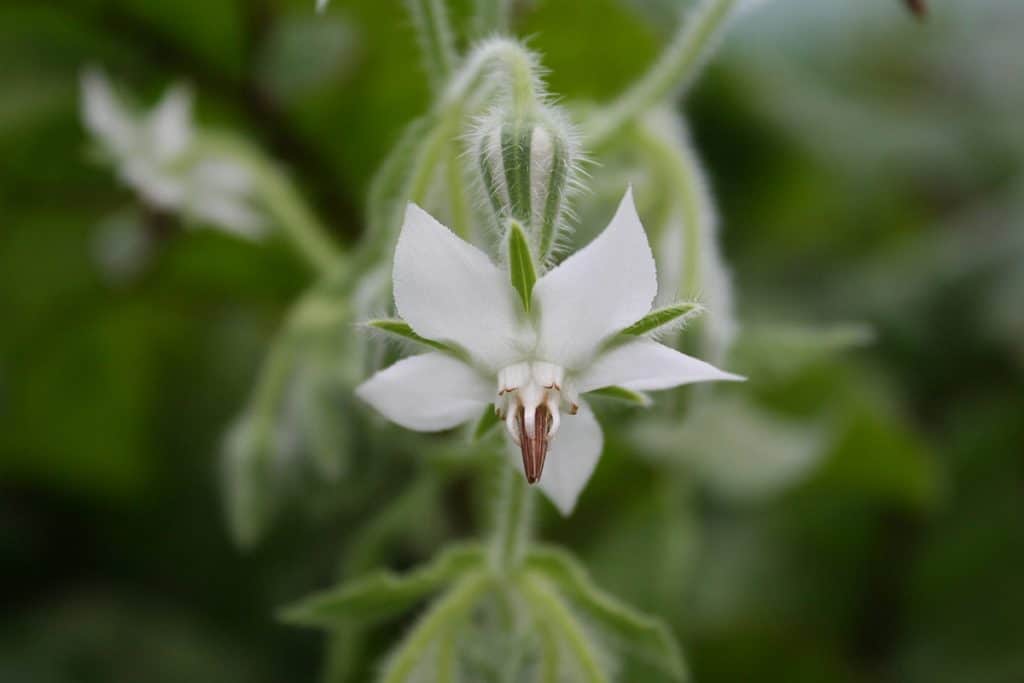 Borretschblüte weiss