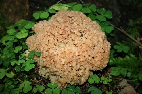 Pfannengericht Krause Glucke | Herbstküche