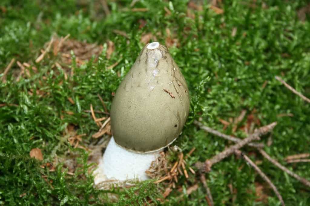 Stinkmorchel mit grüner Gleba