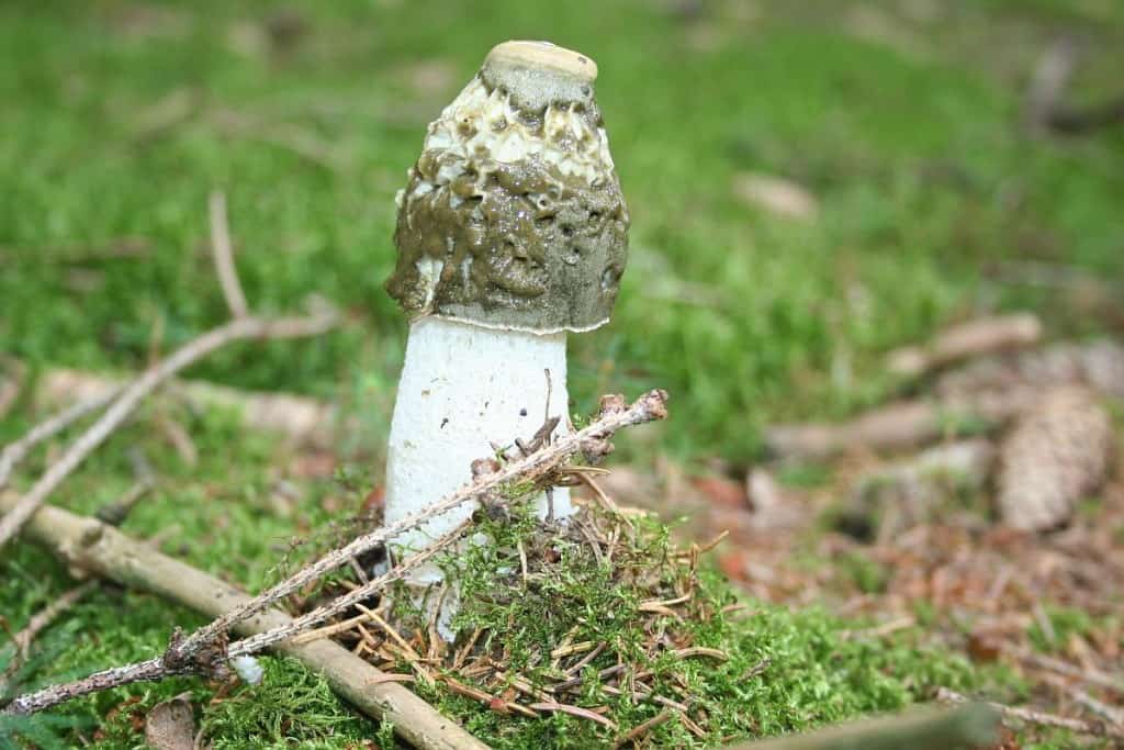 Stinkmorchel Gleba teilweise abgetragen