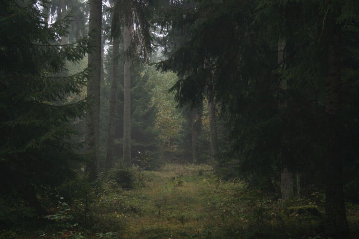 Der düstere Wald