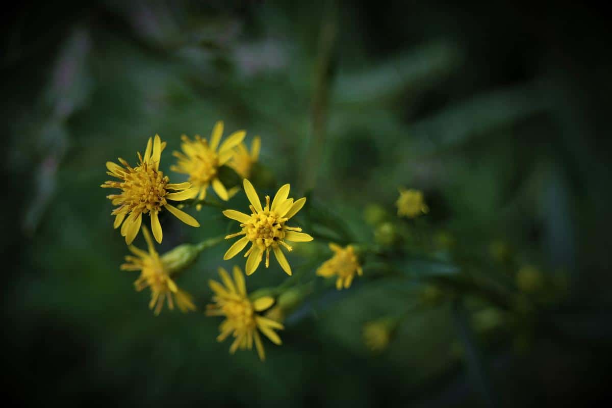 Blüten der Goldrute