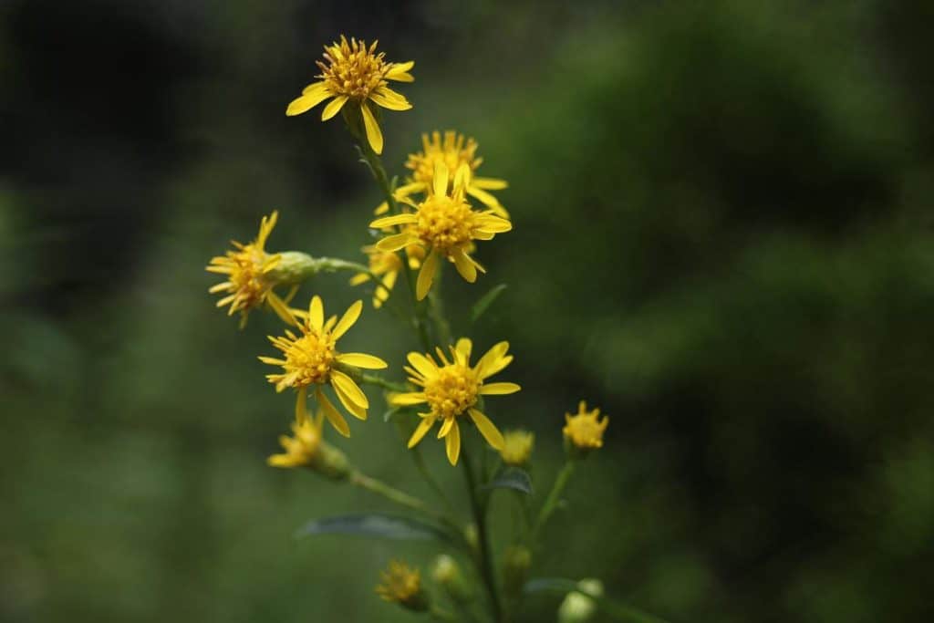 Goldrutenblüten