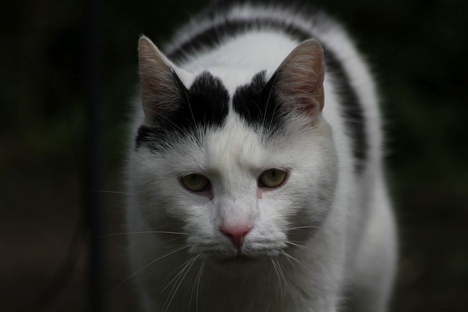 Katze im Volksglauben