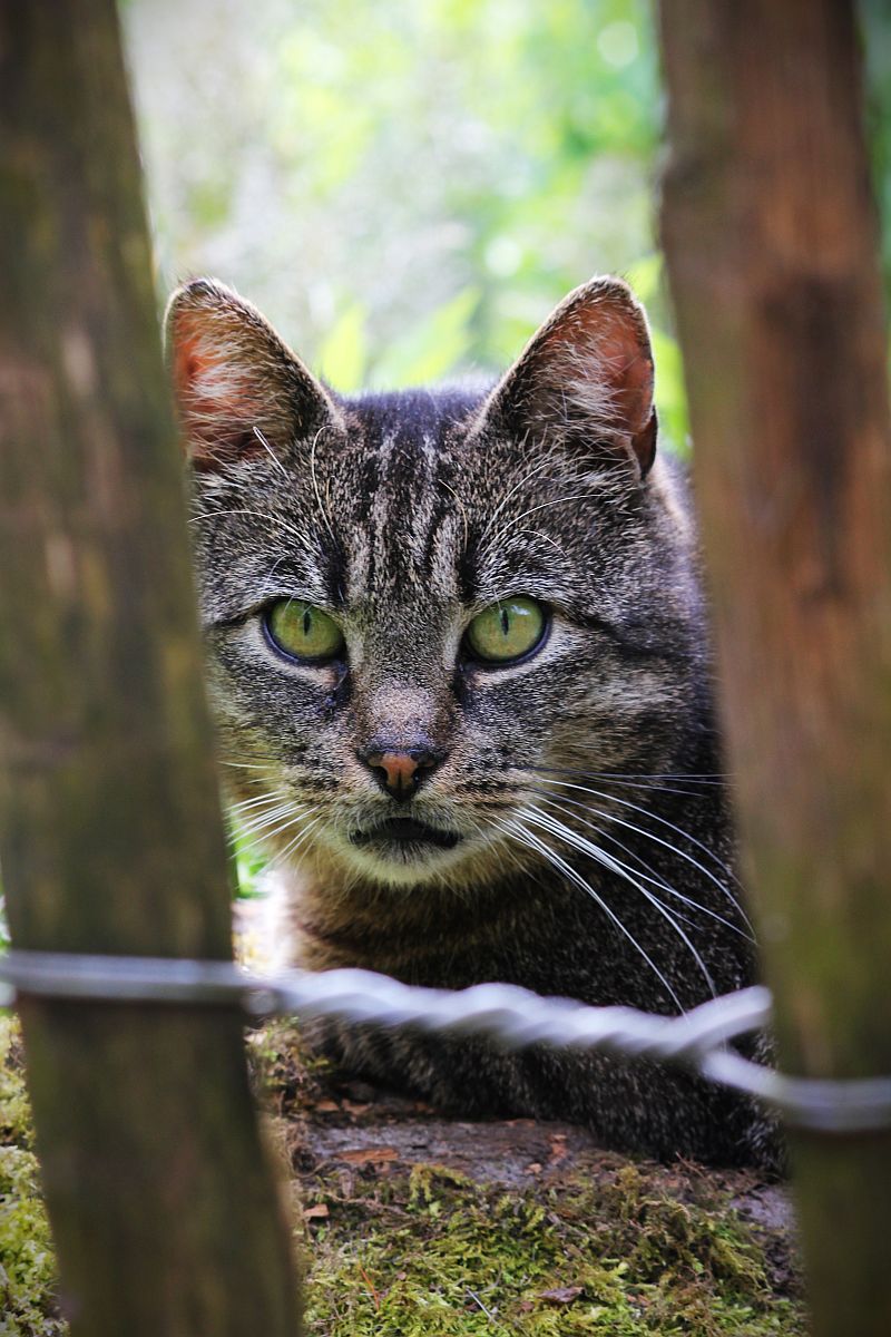 Katze im Aberglauben