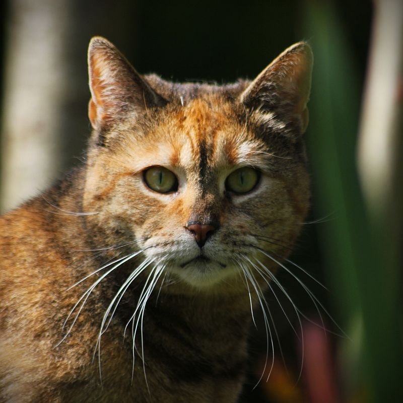 Katzen im Volksglauben