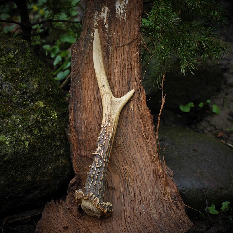 Mit Geweihen wurden Wildpflanzen geerntet