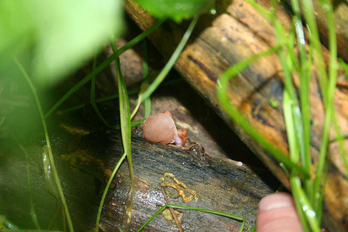 Judasohren im Garten züchten