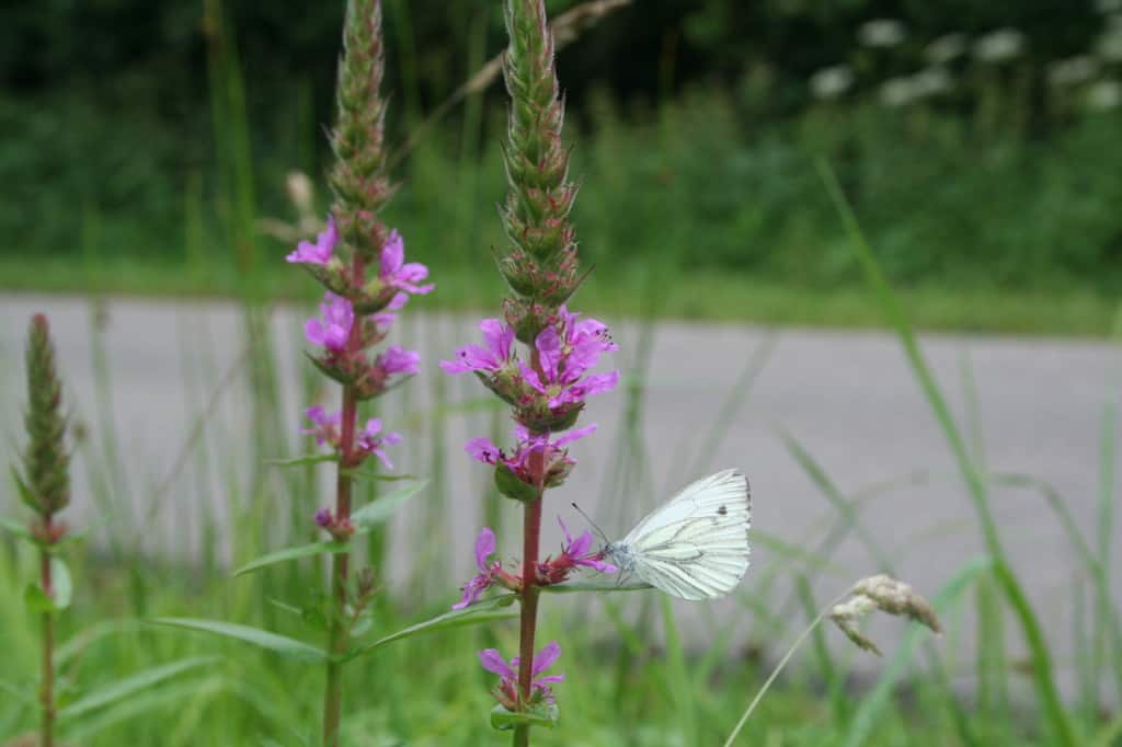 Blutweiderich als Färberpflanze