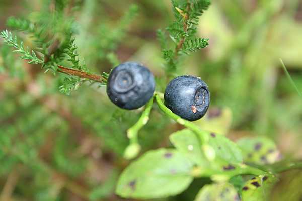 Heidelbeere als Färberpflanze