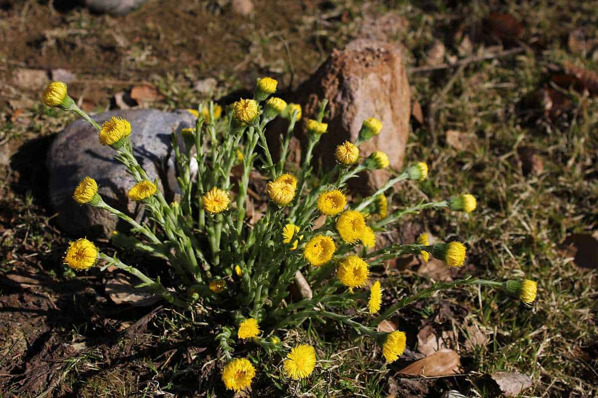 Frühlingsblüher Huflattich