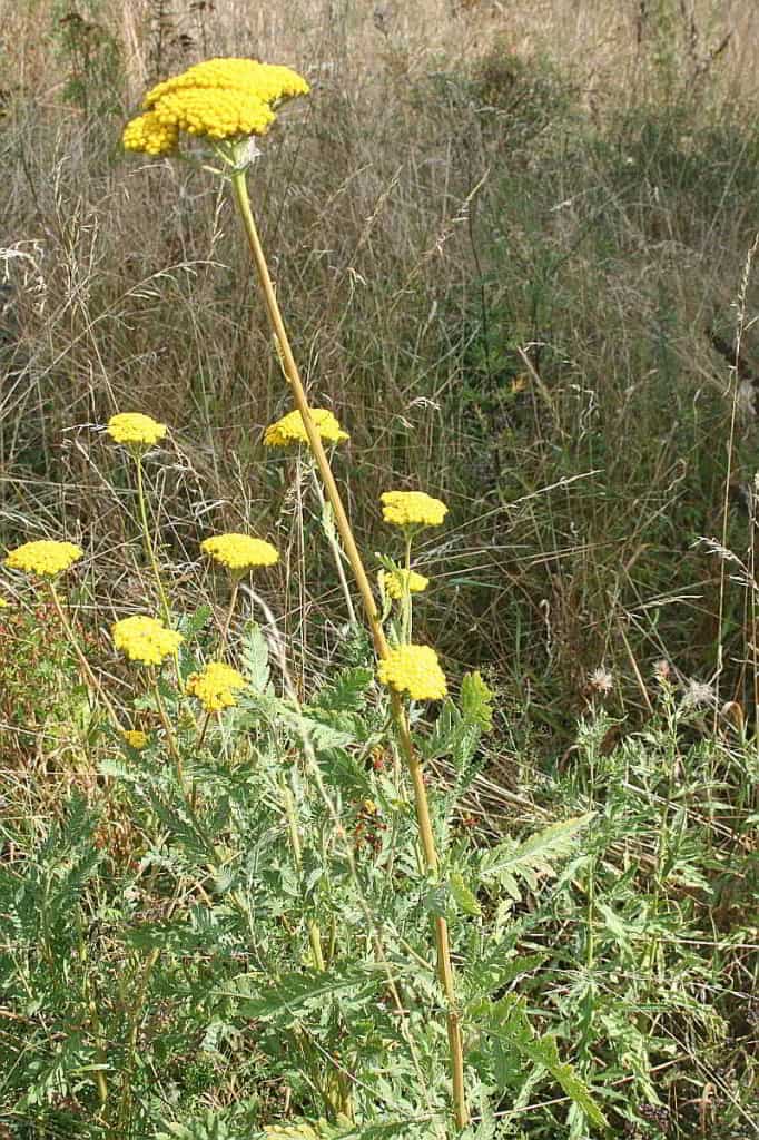 Goldgarbe als Färberpflanze