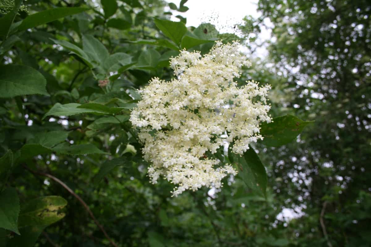 holunderblüte