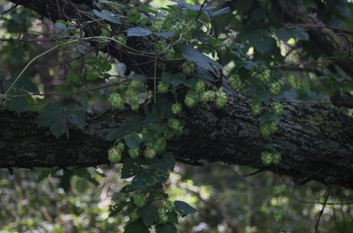 Hopfen Räucherwerk