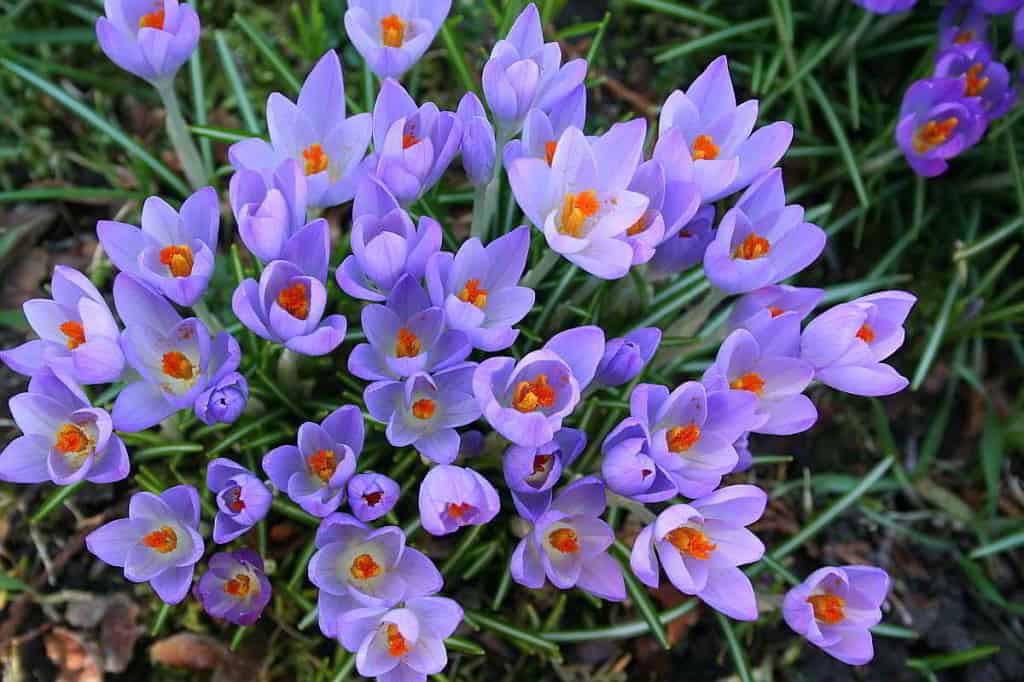 Krokusse sind Zeigerpflanzen für den Vorfrühling