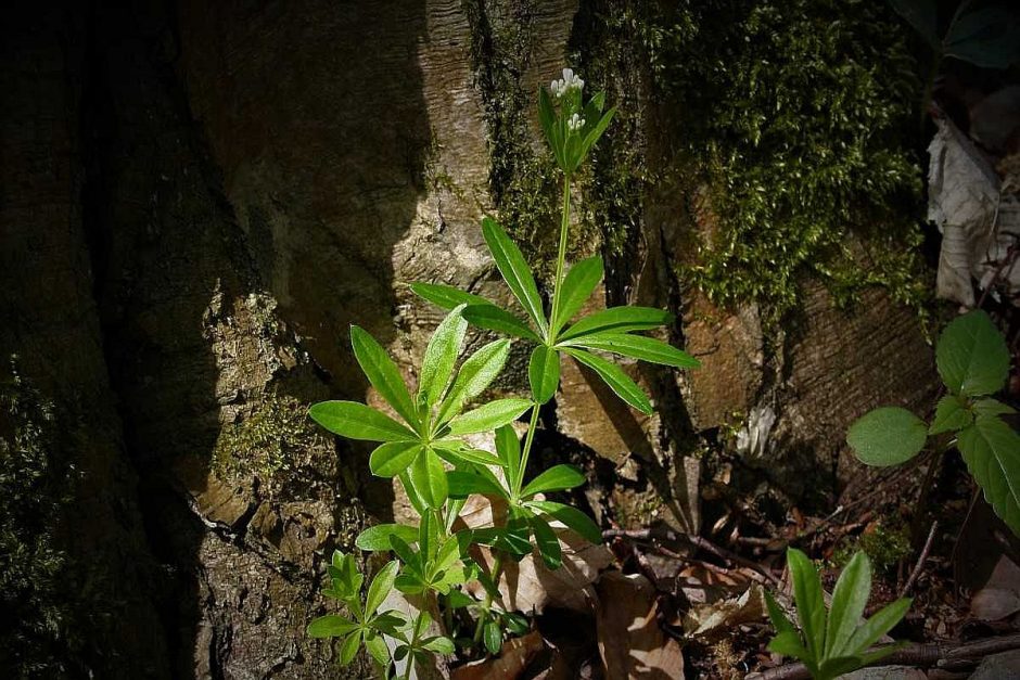 Waldmeister räuchern