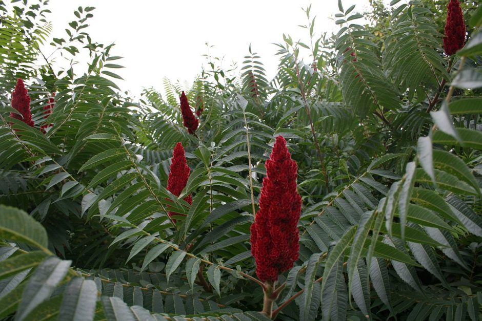 Der Essigbaum als Limonade und Gewürz