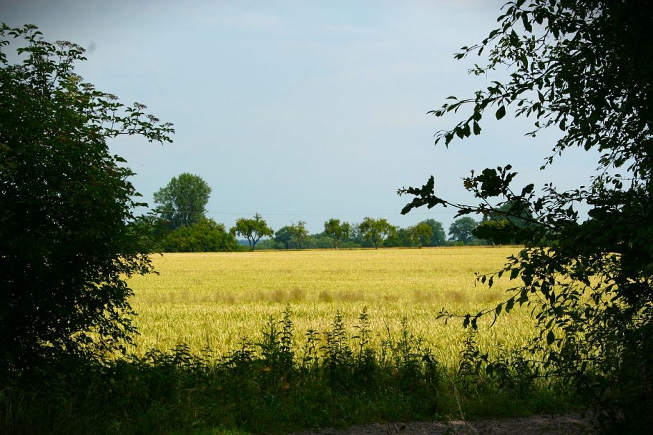 Räucherwerk für die Sommersonnenwende