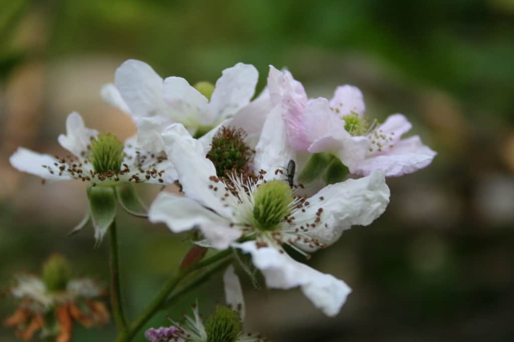 Brombeerblüten