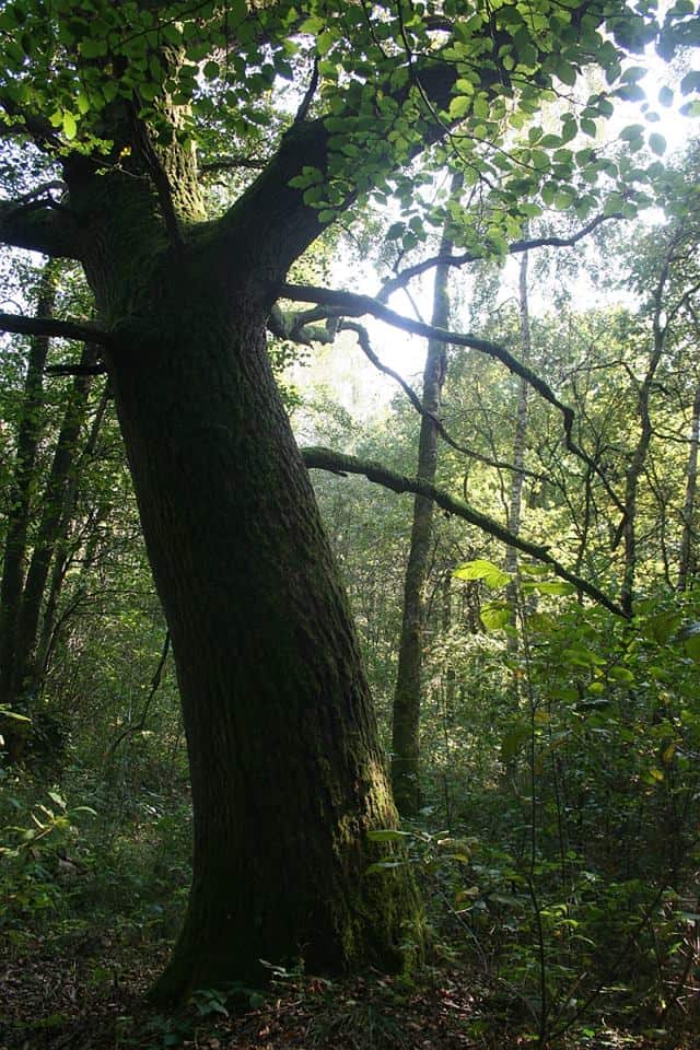 Eine Eiche im Mecklenburger Wald