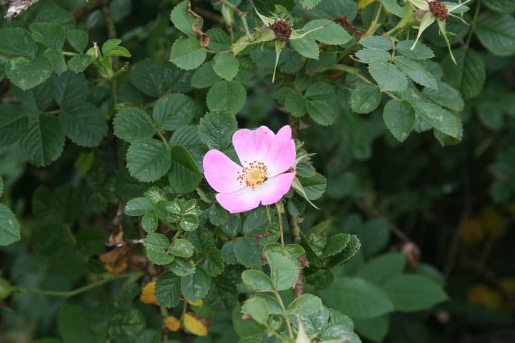 Blüte einer Hundsrose