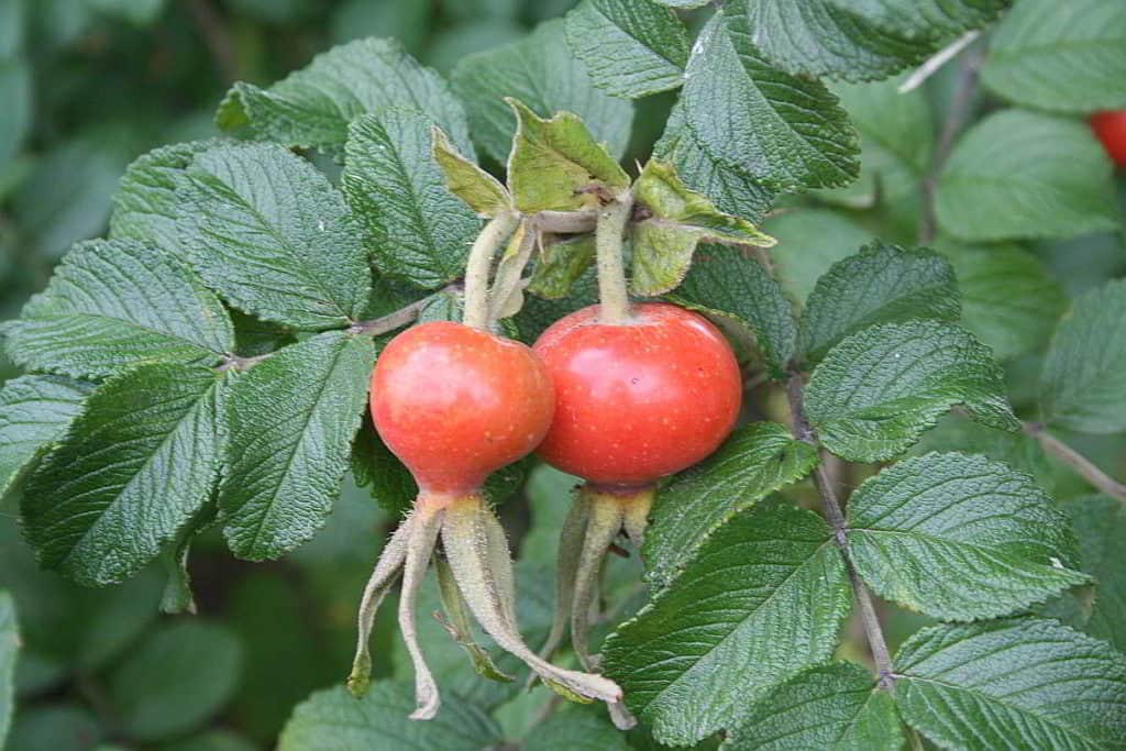 Früchte einer Kartoffelrose